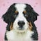 Diamond Dotz® Intermediate Say Hello to Zuzu Pre-Framed Diamond Painting Kit